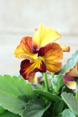 画像1: Nouvelle Vague〜ヌーヴェルヴァーグ〜 No.41