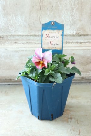 画像4: Nouvelle Vague〜ヌーヴェルヴァーグ〜 No.45