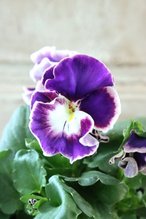 画像3: Nouvelle Vague〜ヌーヴェルヴァーグ〜 No.65