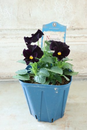 画像4: Nouvelle Vague〜ヌーヴェルヴァーグ〜 No.69