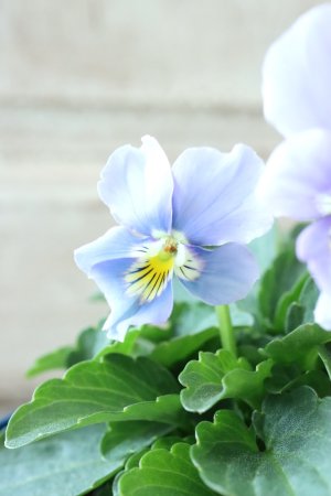 画像2: Nouvelle Vague〜ヌーヴェルヴァーグ〜 No.46