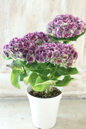 画像6: 秋色紫陽花 "マジカル レボリューション" No.10