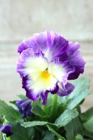 画像2: Nouvelle Vague〜ヌーヴェルヴァーグ〜 No.51