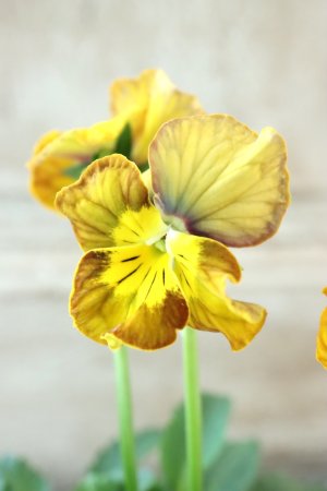 画像3: Nouvelle Vague〜ヌーヴェルヴァーグ〜 No.63