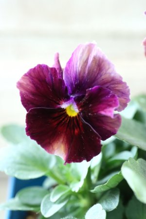 画像2: Nouvelle Vague〜ヌーヴェルヴァーグ〜 No.56