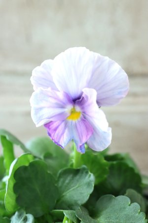 画像3: Nouvelle Vague〜ヌーヴェルヴァーグ〜 No.60