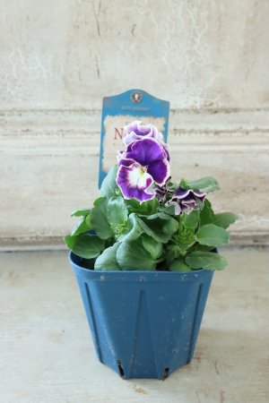 画像4: Nouvelle Vague〜ヌーヴェルヴァーグ〜 No.65