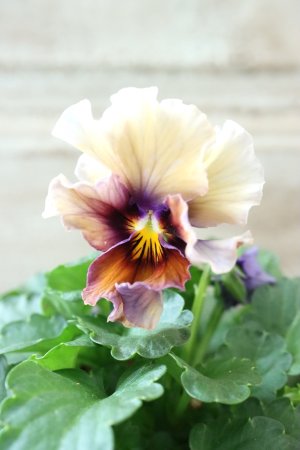 画像2: Nouvelle Vague〜ヌーヴェルヴァーグ〜 No.53