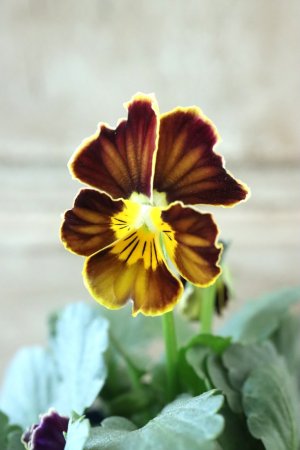 画像3: Nouvelle Vague〜ヌーヴェルヴァーグ〜 No.61