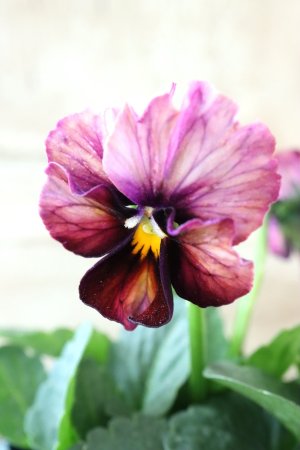 画像4: Nouvelle Vague〜ヌーヴェルヴァーグ〜 No.75