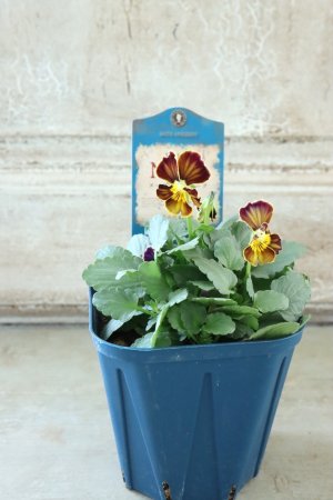 画像4: Nouvelle Vague〜ヌーヴェルヴァーグ〜 No.61