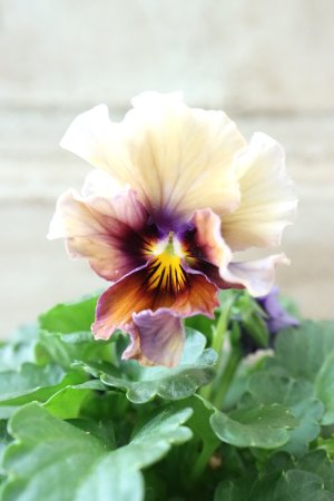 画像3: Nouvelle Vague〜ヌーヴェルヴァーグ〜 No.53