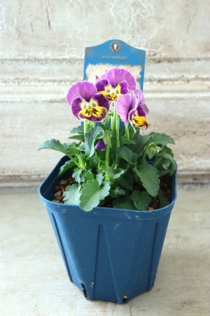 画像4: Nouvelle Vague〜ヌーヴェルヴァーグ〜 No.54