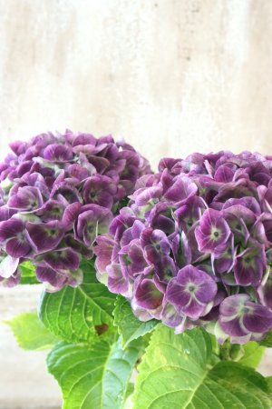 画像3: 秋色紫陽花 "マジカル レボリューション" No.9