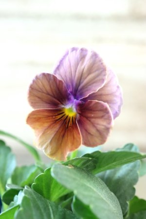 画像2: Nouvelle Vague〜ヌーヴェルヴァーグ〜 No.62