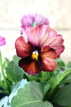 画像1: Nouvelle Vague〜ヌーヴェルヴァーグ〜 No.75