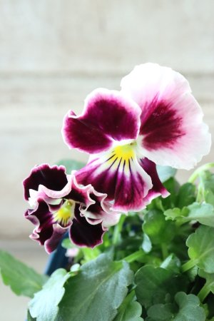 画像2: Nouvelle Vague〜ヌーヴェルヴァーグ〜 No.48