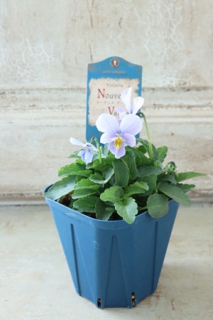 画像5: Nouvelle Vague〜ヌーヴェルヴァーグ〜 No.46