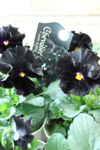 パンジー "Chebalier de lune~シェバリエ ドゥ リュンヌ~"