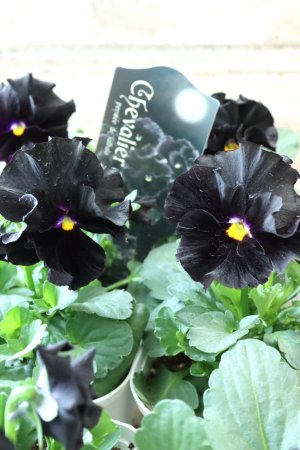 画像1: パンジー "Chebalier de lune~シェバリエ ドゥ リュンヌ~"