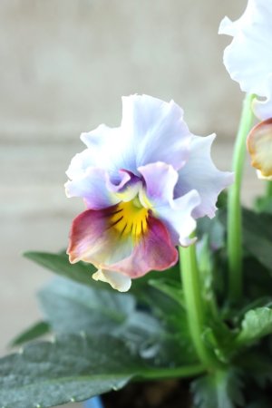 画像2: Nouvelle Vague〜ヌーヴェルヴァーグ〜 No.52