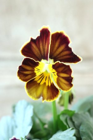 画像2: Nouvelle Vague〜ヌーヴェルヴァーグ〜 No.61