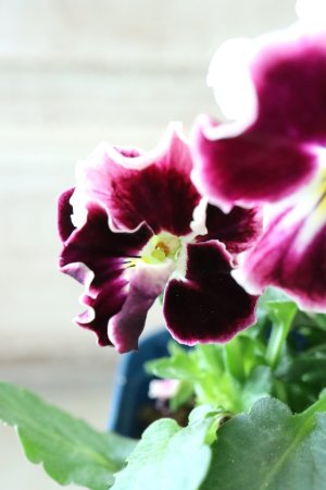 画像4: Nouvelle Vague〜ヌーヴェルヴァーグ〜 No.48