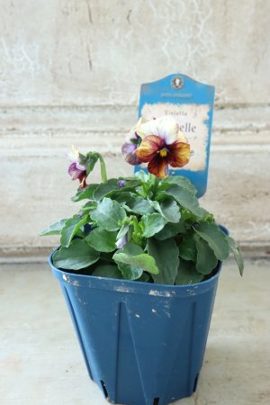 画像5: Nouvelle Vague〜ヌーヴェルヴァーグ〜 No.43