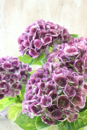 画像1: 秋色紫陽花 "マジカル レボリューション" No.14