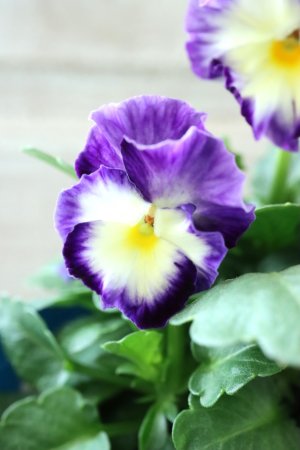 画像3: Nouvelle Vague〜ヌーヴェルヴァーグ〜 No.51