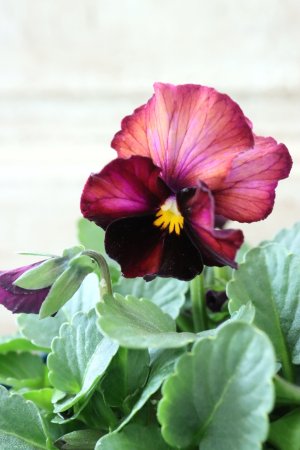 画像1: Nouvelle Vague〜ヌーヴェルヴァーグ〜 No.44