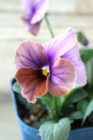 画像2: Nouvelle Vague〜ヌーヴェルヴァーグ〜 No.70