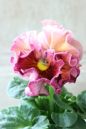 画像3: Robe de Antoinette〜ローブ・ドゥ・アントワネット〜 No.42