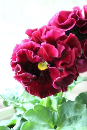 画像1: Robe de Antoinette〜ローブ・ドゥ・アントワネット〜 No.41