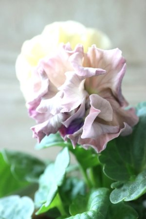 画像5: Robe de Antoinette〜ローブ・ドゥ・アントワネット〜 No.56