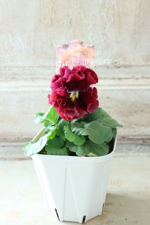 画像5: Robe de Antoinette〜ローブ・ドゥ・アントワネット〜 No.48