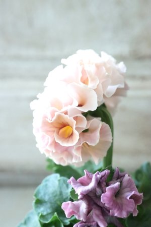 画像4: Robe de Antoinette〜ローブ・ドゥ・アントワネット〜 No.55