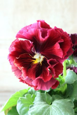 画像1: Robe de Antoinette〜ローブ・ドゥ・アントワネット〜 No.48