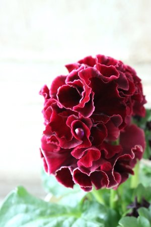 画像4: Robe de Antoinette〜ローブ・ドゥ・アントワネット〜 No.49