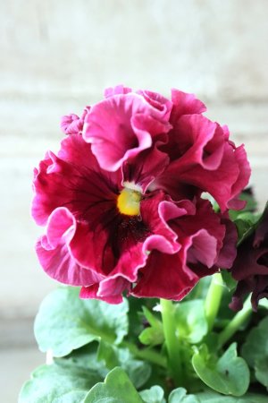 画像1: Robe de Antoinette〜ローブ・ドゥ・アントワネット〜 No.59