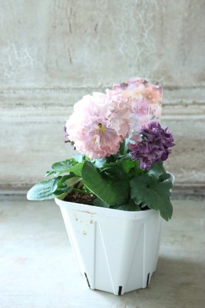 画像5: Robe de Antoinette〜ローブ・ドゥ・アントワネット〜 No.60