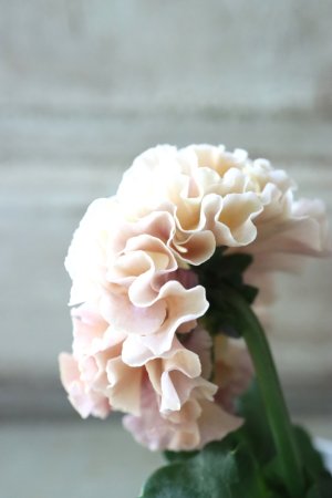 画像3: Robe de Antoinette〜ローブ・ドゥ・アントワネット〜 No.52