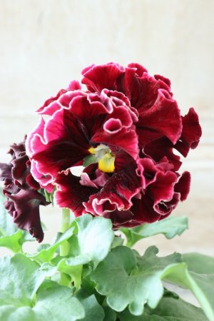 画像2: Robe de Antoinette〜ローブ・ドゥ・アントワネット〜 No.49