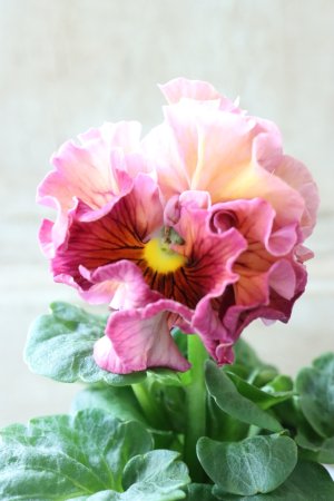 画像2: Robe de Antoinette〜ローブ・ドゥ・アントワネット〜 No.42