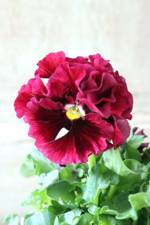 画像2: Robe de Antoinette〜ローブ・ドゥ・アントワネット〜 No.45