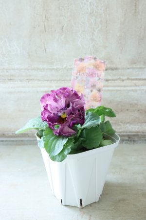 画像5: Robe de Antoinette〜ローブ・ドゥ・アントワネット〜 No.58