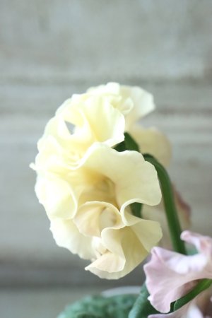 画像4: Robe de Antoinette〜ローブ・ドゥ・アントワネット〜 No.56