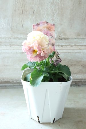 画像5: Robe de Antoinette〜ローブ・ドゥ・アントワネット〜 No.54