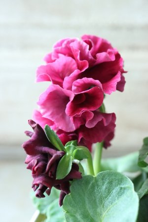 画像4: Robe de Antoinette〜ローブ・ドゥ・アントワネット〜 No.59