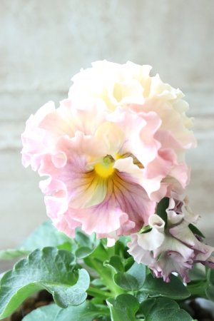 画像1: Robe de Antoinette〜ローブ・ドゥ・アントワネット〜 No.54